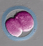Dvojbuněčné embryo