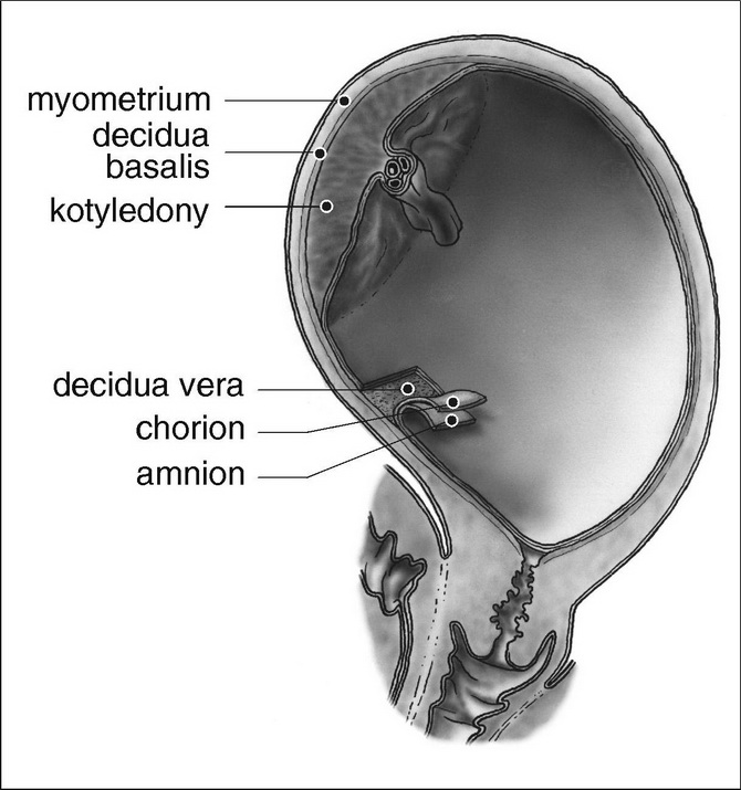 Intraamniální dutina - placenta a obaly plodu