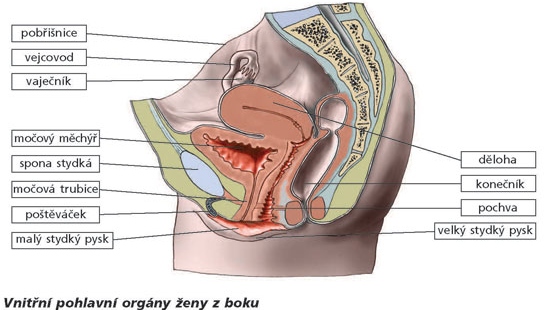 Anatomie pohlavních orgánů ženy a muže  - obrázek