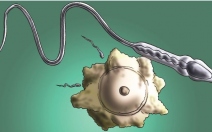 Embryolog: Spermie mužům neubývají, je to jen mýtus - obrázek
